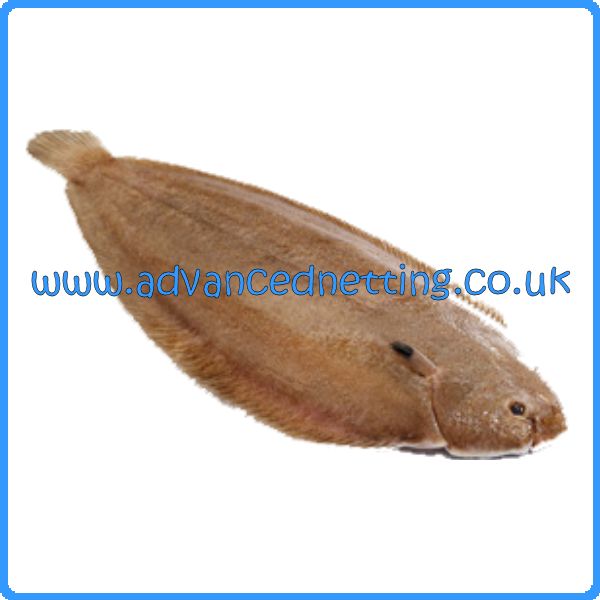 Rigged Sole/Plaice Net 0.35 120mm (4 3/4 Inch)