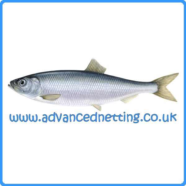 Surface Rigged 55mm Mono Herring Net (33yds Long x 12ft Deep)