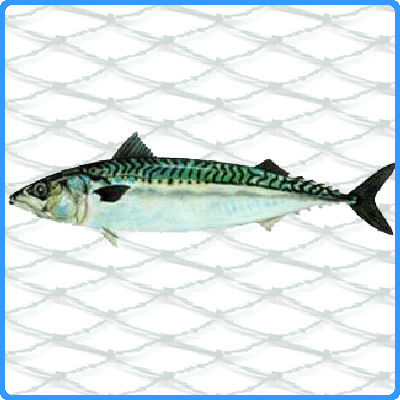 Rigged 0.35 x 60mm Mackerel Net (60yds Long x 19ft Deep) - Click Image to Close