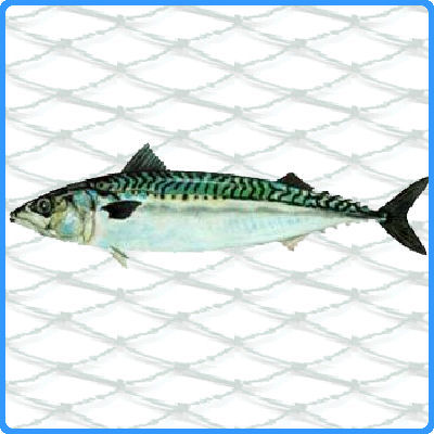 Rigged 0.35 x 63mm Mackerel Net (60yds Long x 20ft Deep) - Click Image to Close