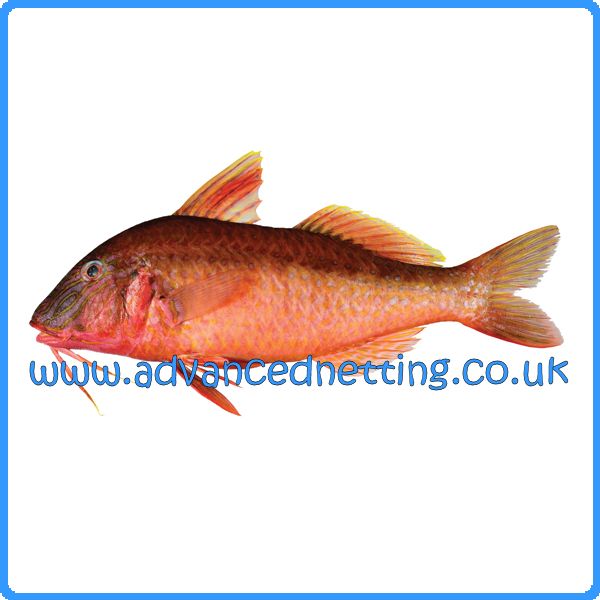 https://www.advancednetting.co.uk/images/RED_MULLET.jpg